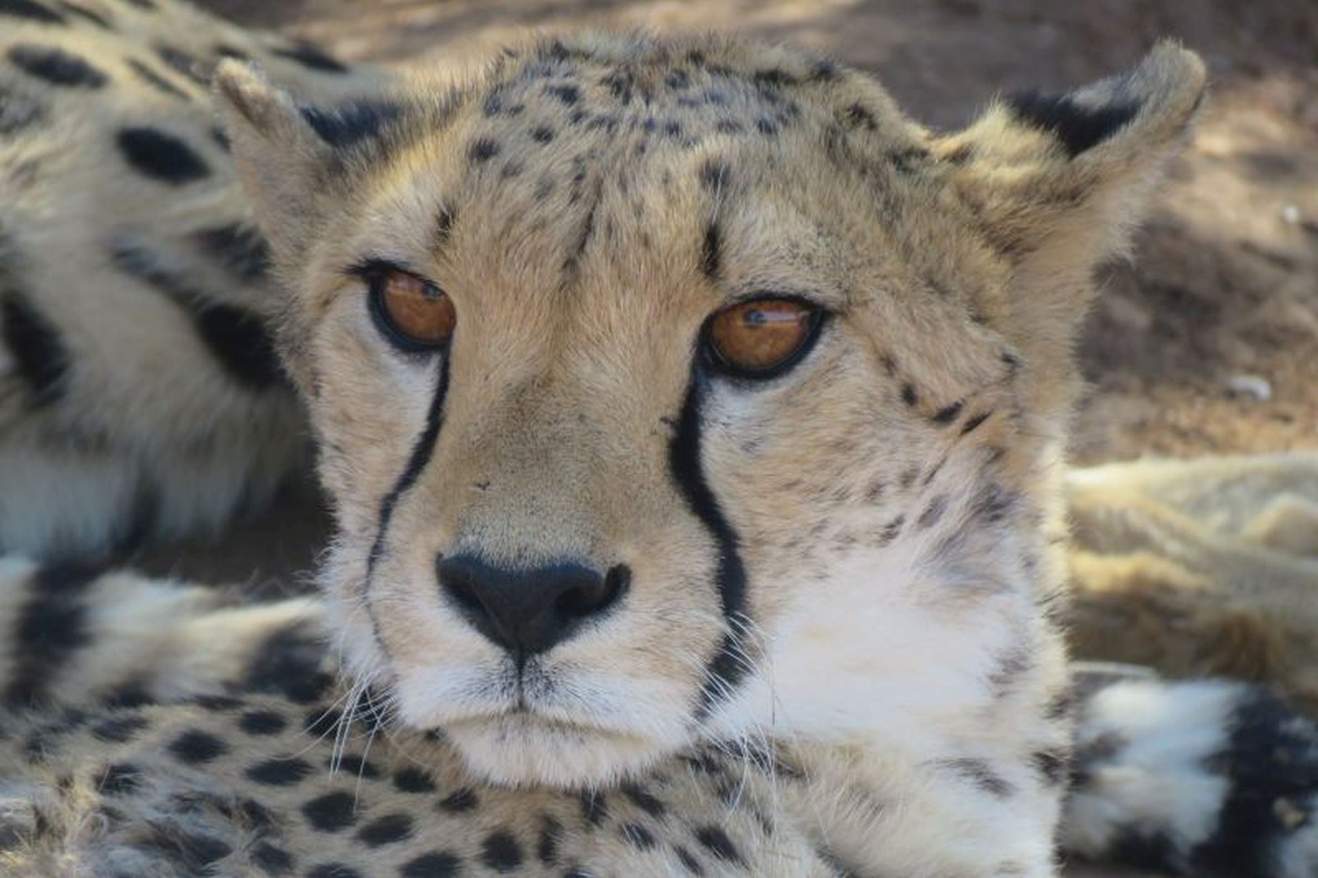 Namibia Etosha Leopardo