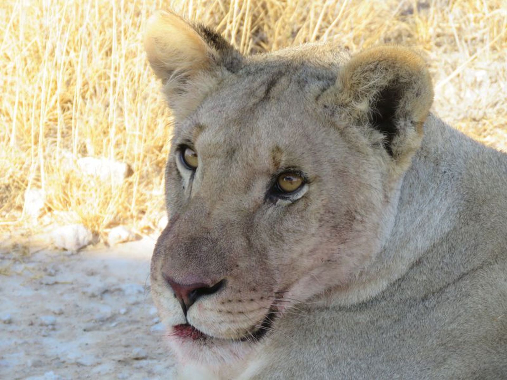 Namibia Parco Etosha Leonessa