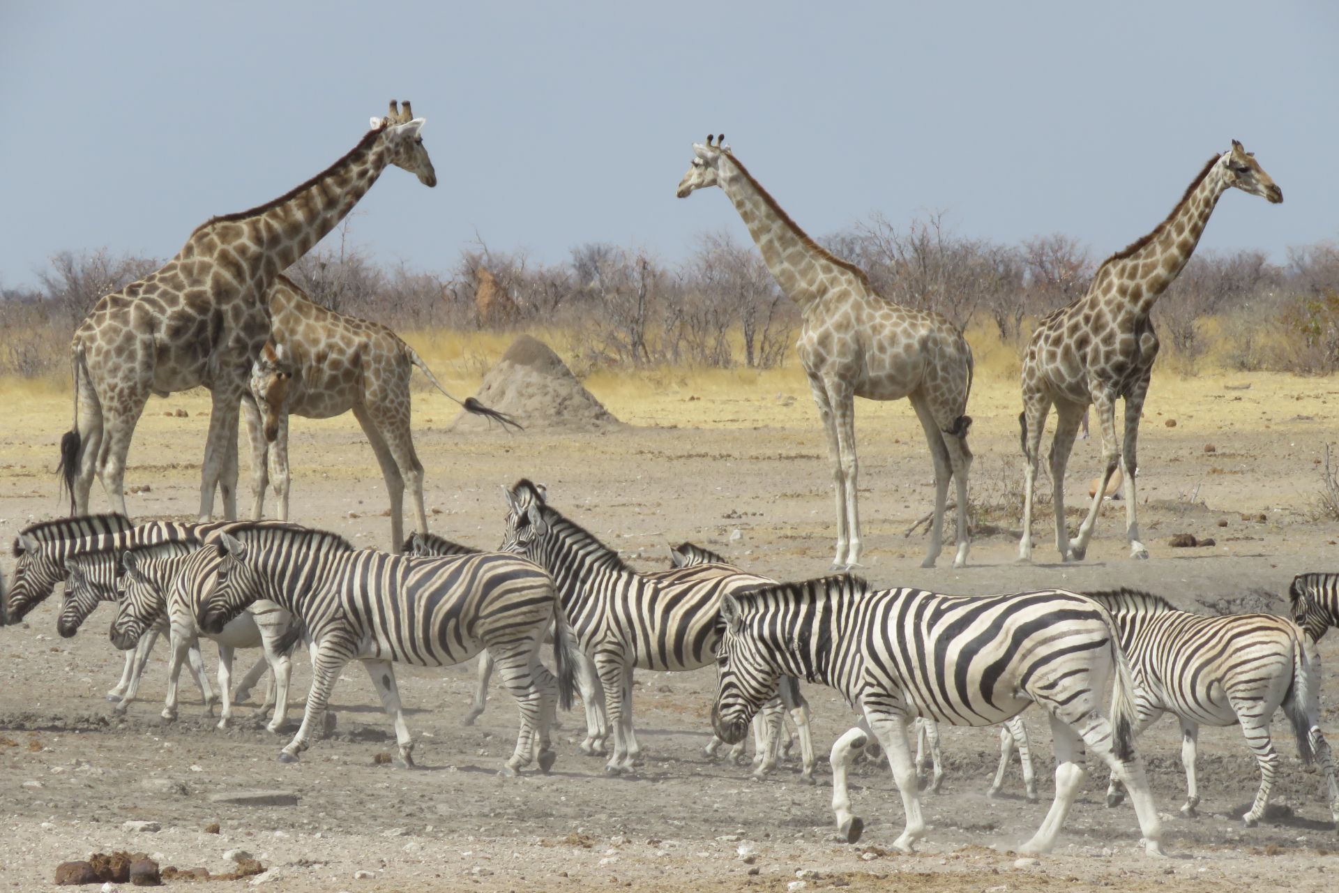 Namibia Parco Etosha