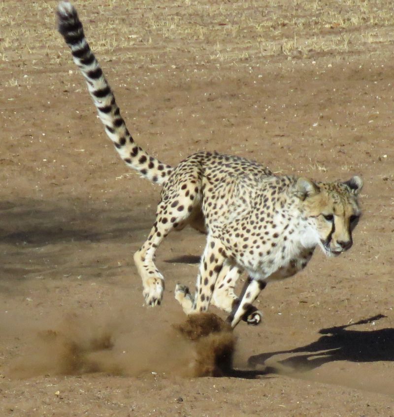 cheetahrunningrid.jpg