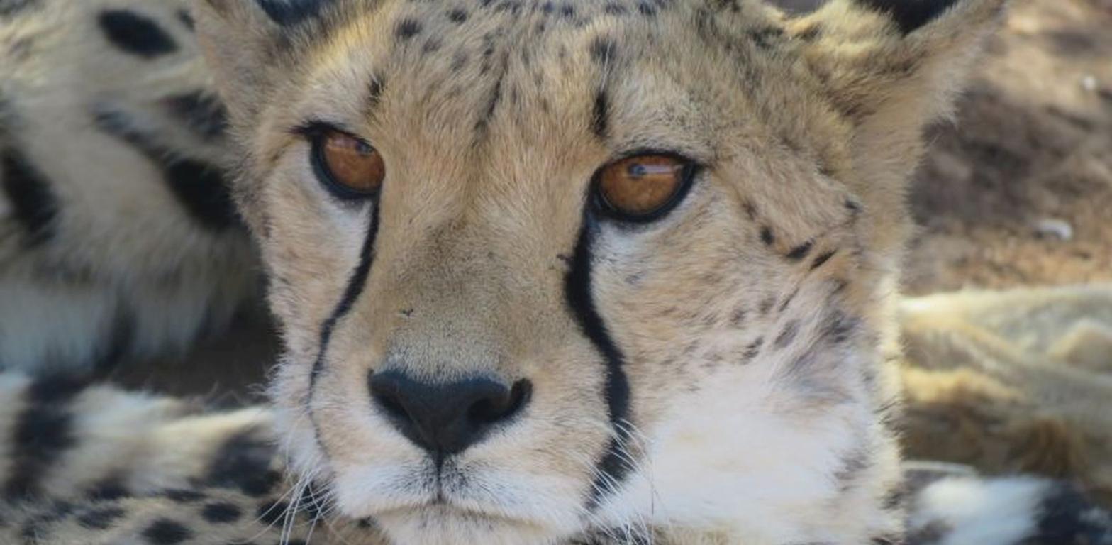 Namibia Etosha Leopardo